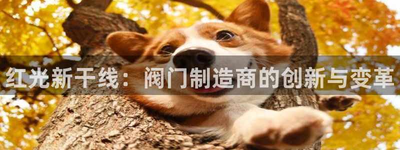 新宝gg信息