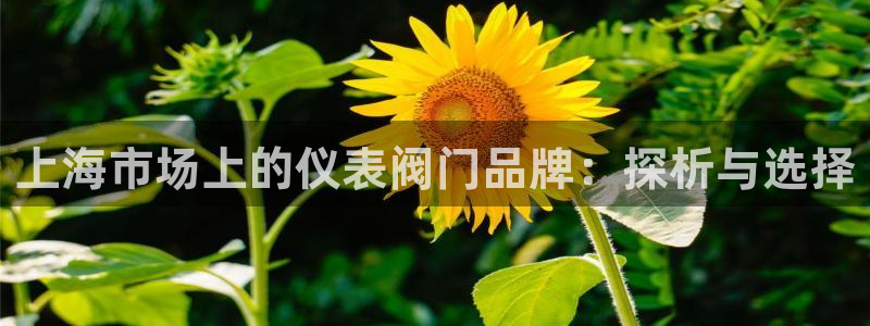 新宝哈哈gg