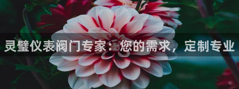 新宝gg在哪开户